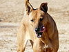 American Dingo aka Carolina Dog1.jpg