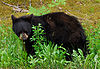 Black Bear Yearling.JPG