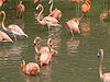 Caughall - Flamingos at Chester Zoo.jpg