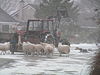 Lambs to Safety - geograph.org.uk - 161798.jpg