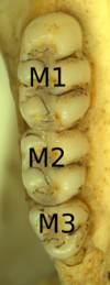 Three molars in a bone, with narrowly connected cusps, labeled M1, M2, and M3 from the top down.