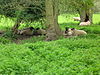 Sheep dip path - geograph.org.uk - 412813.jpg