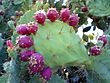 Prickly pear cactus beed.jpg