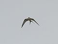 African swallow-tailed kite.jpg