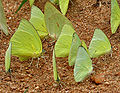 Common Emigrant (Catopsilia pomona) mud-puddling W IMG 0181.jpg