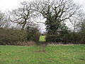 Copthall South Fields hedgrerow.JPG