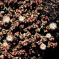 Mesembryanthemum crystallinum 1983-1.JPG