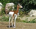 Mhorr Gazelle, Zoo, Budapest.jpg