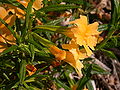 Mimulus aurantiacus flowers 2003-03-11.jpg