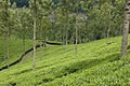 Munnar tea field.jpg