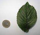 RN Ulmus hollandica Dauvessei leaf.JPG