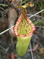 Nepenthes maxima Sulawesi13.jpg