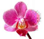 Phalaenopsis JPEG
