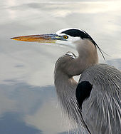 Profile of the head and upper body of a large, mostly grey-white bird with a neck that curves back toward the body and then curves away toward the head. The bird's beak is long and yellow; its white head is adorned with a streak of black feathers as is part of its visible shoulder.