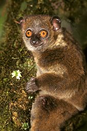 A small primate with large orange eyes clings vertically to a tree.
