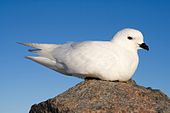 Photo of a white bird sitting on a rock.