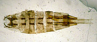 Coleophora graminicolella.jpg