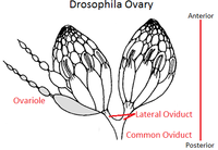 DrosophilaOvary.png