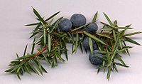 Juniper berries, here still attached to a branch, are actually modified conifer cones.
