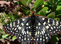 Variable Checkerspot Butterfly.jpg