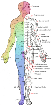 Dermatomes and cutaneous nerves - anterior.png