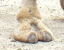 Color photograph of a the forefoot of a camel, an even-toed ungulate