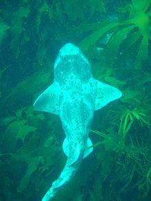 View from above of a wide-bodied shark with broad pectoral fins, appearing light gray against a background of dark green seaweed