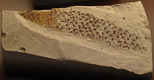An oblong piece of rock with fine interconnected starlike details representing the fossil