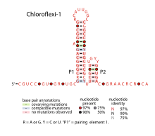 Chloroflexi-1.svg