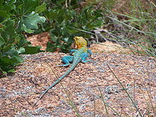 Male Collared Lizard with blue-green body and yellow-brown head.
