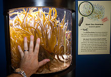 A human hand in front of an aquarium of cylindrical shape; approximately one hundred yellow tentacles strive from the bottom of the aquarium towards the light from a lamp above, in a disorderly pattern. The longest tentacles are over twice as long as the male adult hand.