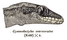 CyrtodactylusMarmoratus.jpg