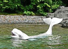 Photo of beluga at water surface with back flexed, with both head and tail raised