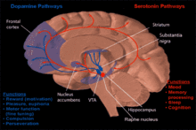 Dysregulation of the neurogenic pathways of serotonin and dopamine, two important neurotransmitters have been implicated in the etiology, pathogenesis and pathophsiology of various neuropsychiatric disorders, including anorexia nervosa.