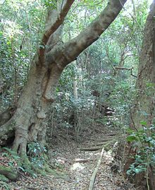 Giant Cunonia capensis trees in Cape Town indigenous forests.jpg
