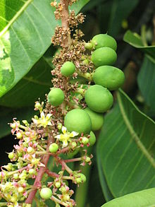Close-up of a twig of Alphonso mango tree carrying flowers and immature fruit. The photo was taken at Deogad (or Devgad), Maharashtra, India