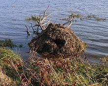 mound of sticks in the water about 10 feet from shore
