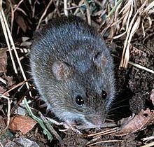 A rat, grayish above and pale below, among reed and leaf litter.