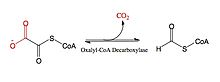 Oxalyl-CoA Substrate.jpg
