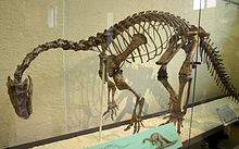  A mounted skeleton of Plateosaurus engelhardti in a glass case, seen from front left. The animal stands on two legs, its back is bent, its neck curves strongly downwards, and the tail drags, creating a drooping look
