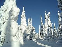 Snow-covered fir trees.jpg