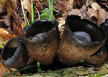 Three cup-shaped fungi side by side on a piece of wood on the ground. Interior surfaces are black, exterior surfaces brown.