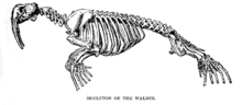 Drawing of walrus skeleton