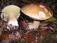 Two mushrooms with brown caps and light brown stems growing on the ground, surrounded by fallen leaves and other forest debris. One mushroom has been plucked and lies beside the other; its under-surface is visible, and is a light yellow color.