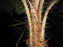 A short section of the stem of a palm showing leaf bases and petioles densely covered with long spines.