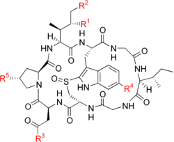 A complex ring-shaped chemical structure made of eight amino acid.