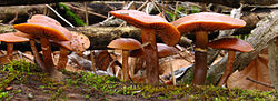 A profile of about ten brown mushrooms with convex to flattened caps and stems that bear a ring on the upper third. The mushrooms are growing on a decaying piece of wood; the background shows leaves, moss, and sticks.