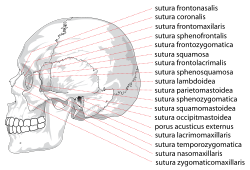 Human skull side suturas right.svg