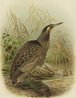 Lithographic illustration by Keulemans of an Australasian Bittern