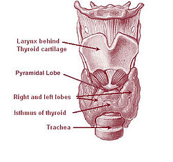Illu08 thyroid.jpg